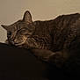 cat, tabby, sleeping, relaxed, fur, whiskers, pet, animal, indoor, closeup, resting, cute, feline, cozy, calm, face, ears, tail, quiet, soft