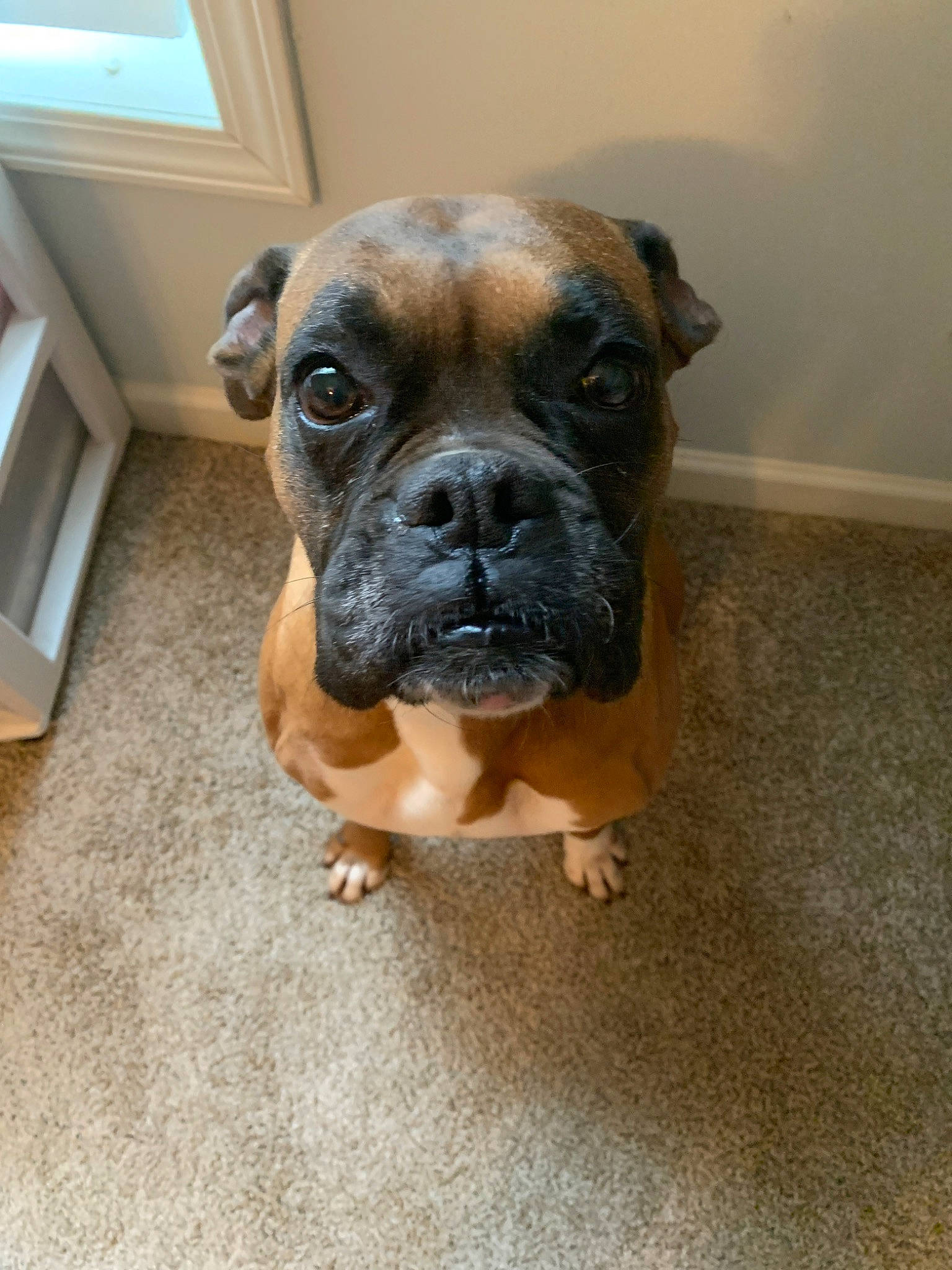 Basil joined the competition — help win amazing prizes! boxer, bulldog, bullmastiff, canidae, carnivore, companion_dog, dog, dog_breed, fawn, mammal, molosser, old_english_bulldog, olde_english_bulldogge, perro_de_presa_mallorquin, puppy, skin, snout, toy_bulldog, valley_bulldog, vertebrate