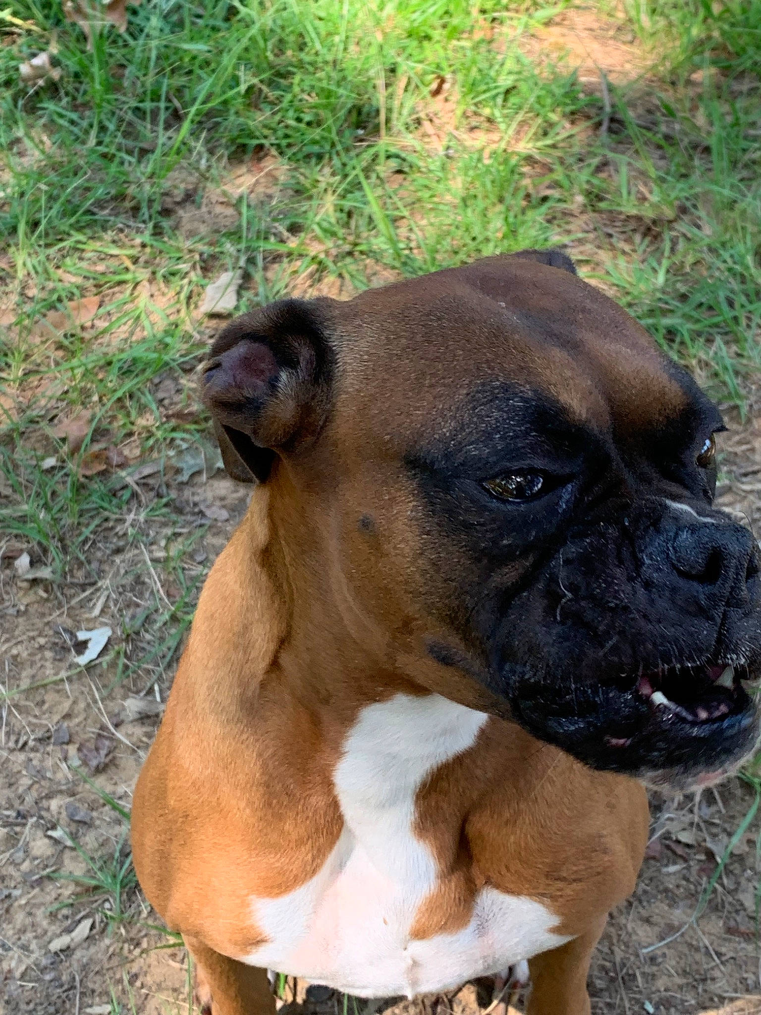 Basil joined the competition — help win amazing prizes! alano_espanol, boxer, bullmastiff, canidae, carnivore, companion_dog, dog, dog_breed, fawn, mammal, molosser, rare_breed_dog, snout, sporting_group, valley_bulldog, working_dog