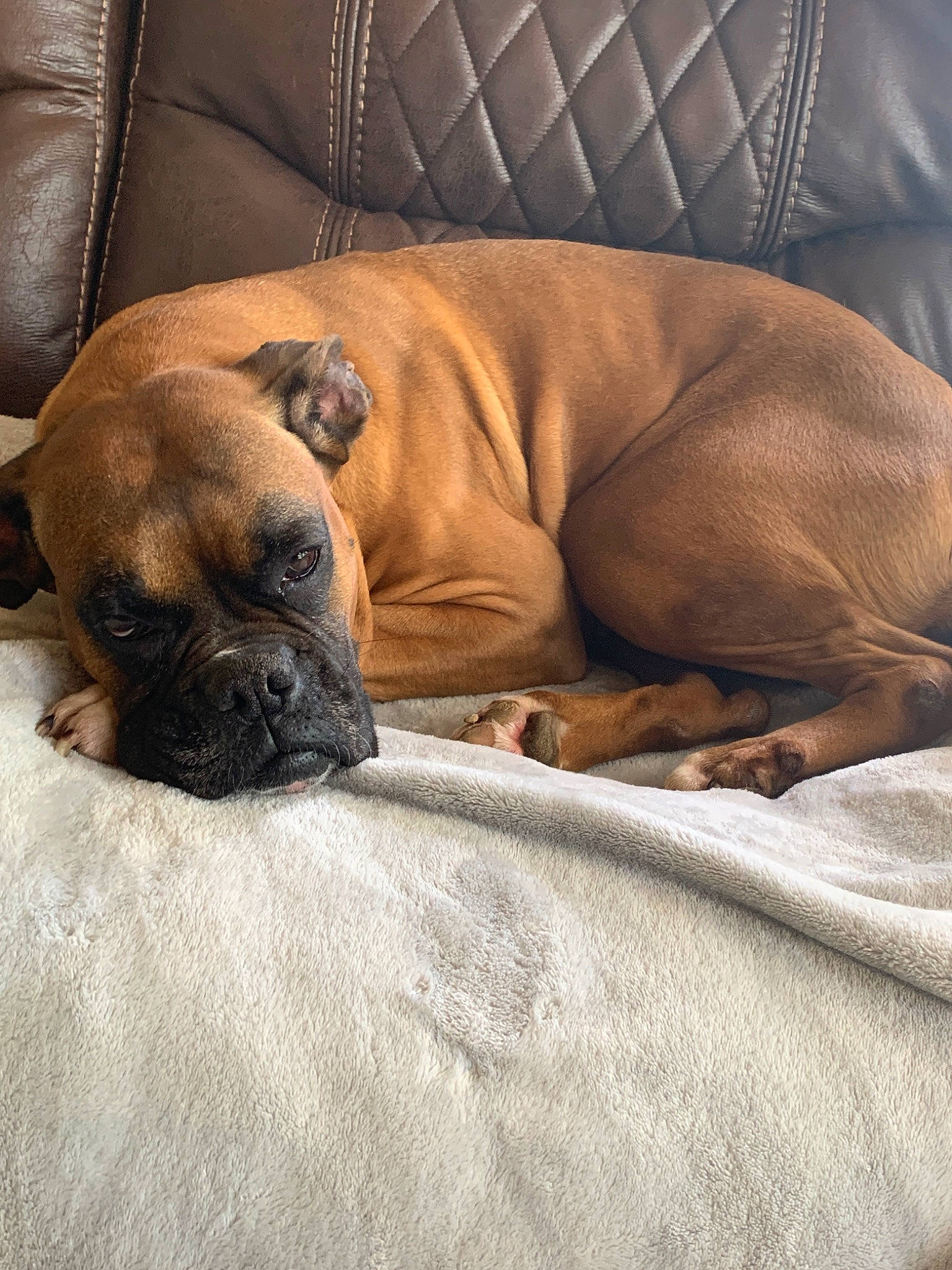 Basil joined the competition — help win amazing prizes! boerboel, boxer, bulldog, bullmastiff, canidae, carnivore, companion_dog, dog, dog_breed, english_mastiff, fawn, korean_mastiff, mammal, nap, non_sporting_group, puppy, skin, snout, vertebrate, wrinkle