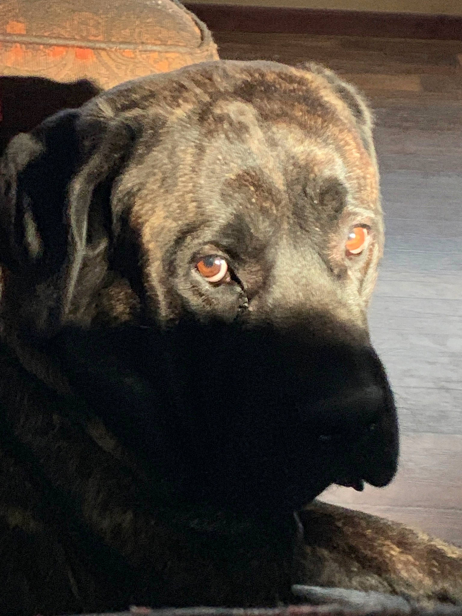 Borretta is registered to the contest to win money with this photo: alano_espanol, alaunt, bandog, boerboel, cane_corso, canidae, carnivore, dog, dog_breed, english_mastiff, fila_brasileiro, guard_dog, mammal, molosser, nose, perro_de_presa_canario, snout, sporting_group, vertebrate, whiskers