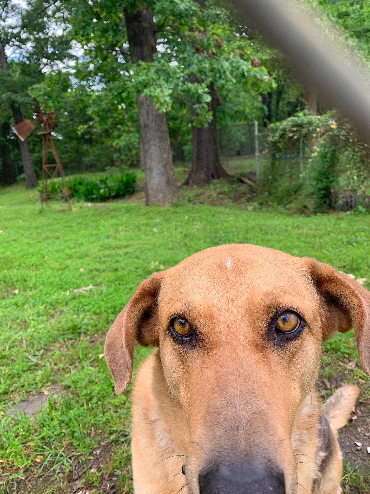 Bruisser joined the competition — help win amazing prizes! africanis, black_mouth_cur, broholmer, canidae, carnivore, dog, dog_breed, fawn, grass, mammal, mountain_cur, potcake_dog, rhodesian_ridgeback, snout, vertebrate, wildlife, working_dog