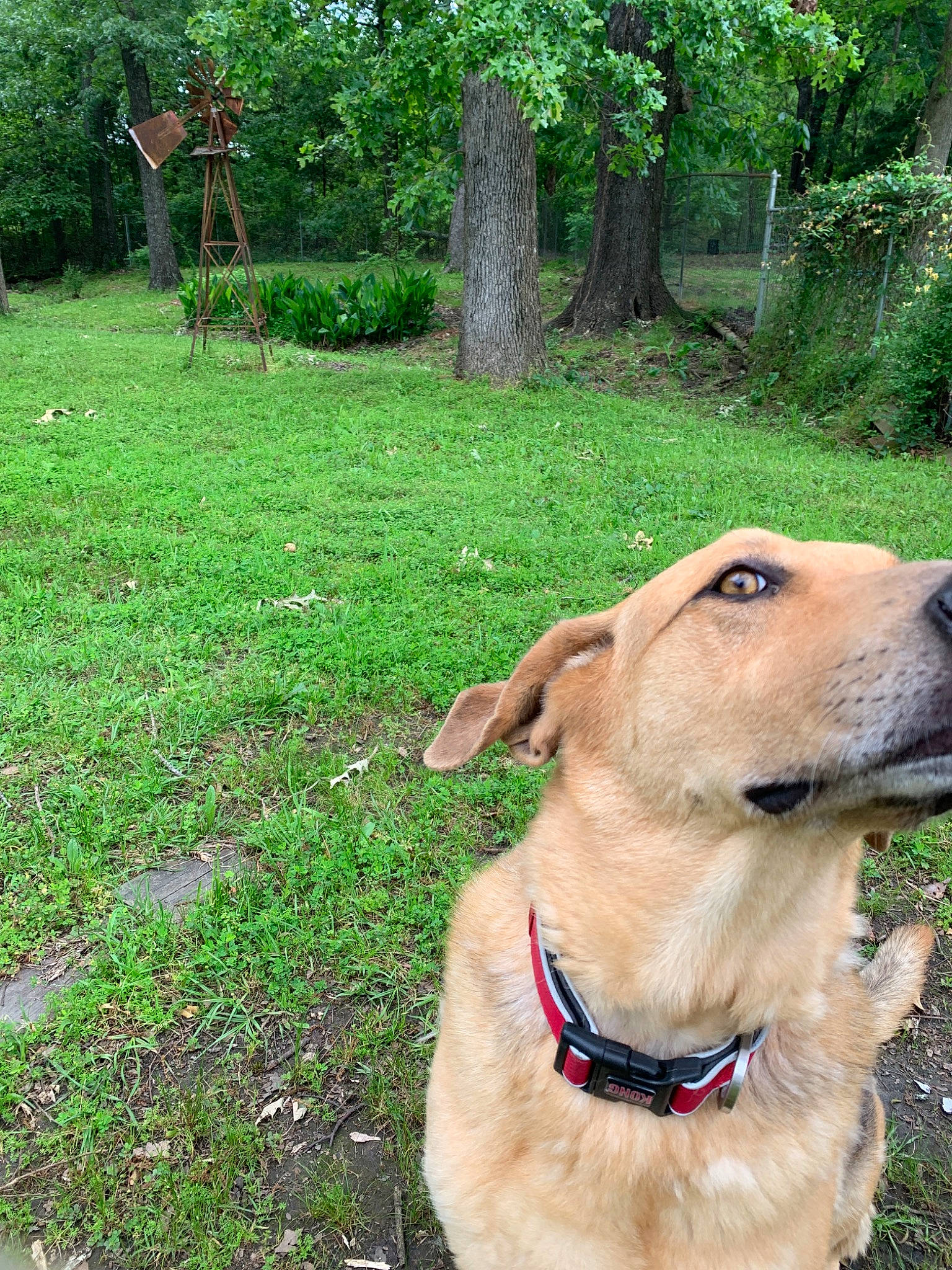 Bruisser joined the competition — help win amazing prizes! broholmer, canidae, carnivore, collar, dog, dog_breed, dog_collar, fawn, golden_retriever, labrador_retriever, mammal, plant, retriever, snout, sporting_group, tree, vertebrate