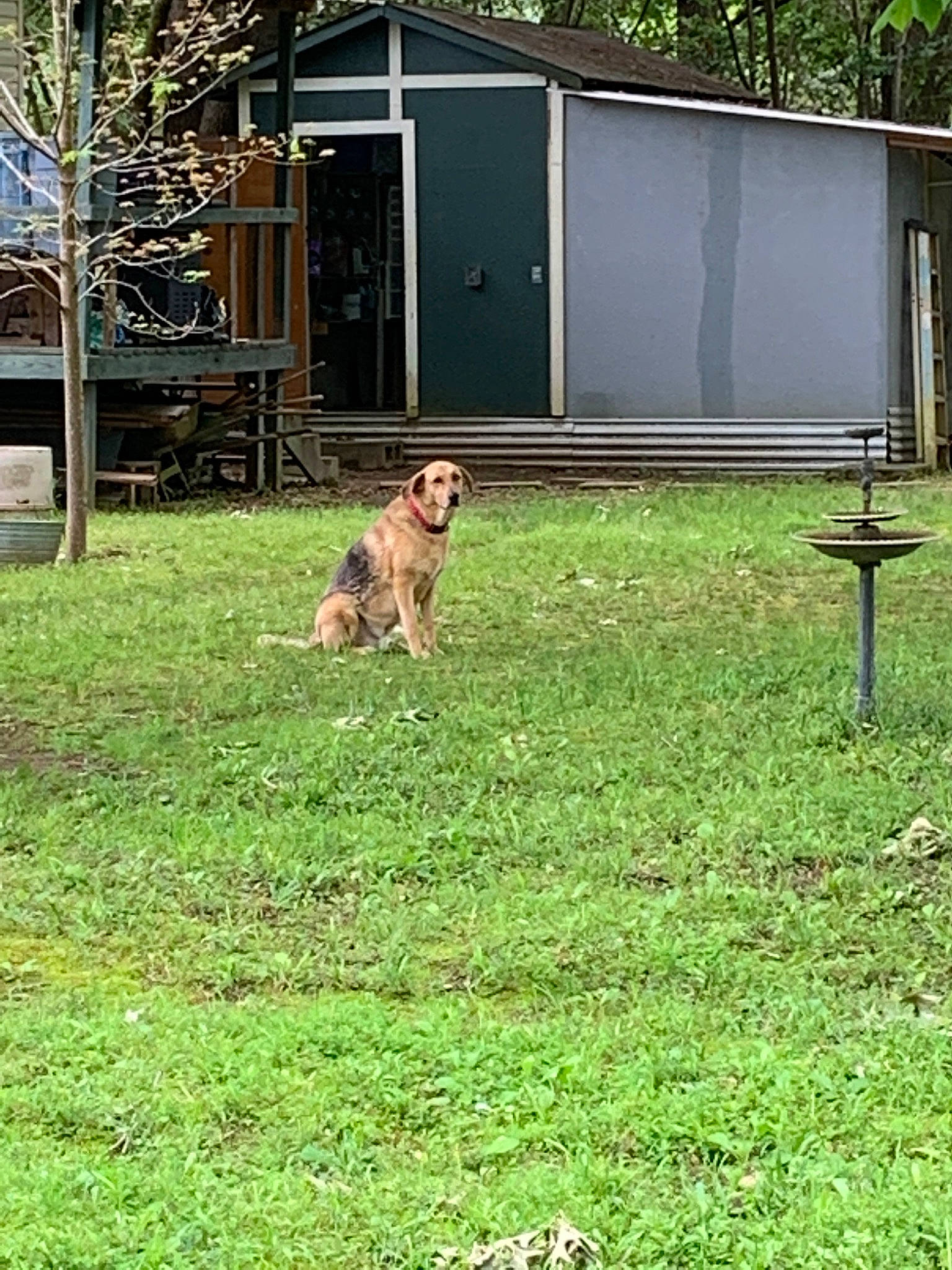 Bruisser is registered to the contest to win money with this photo: backyard, boerboel, canidae, carnivore, dog, dog_breed, fence, grass, home, house, lawn, mammal, rhodesian_ridgeback, sporting_group, tosa, yard