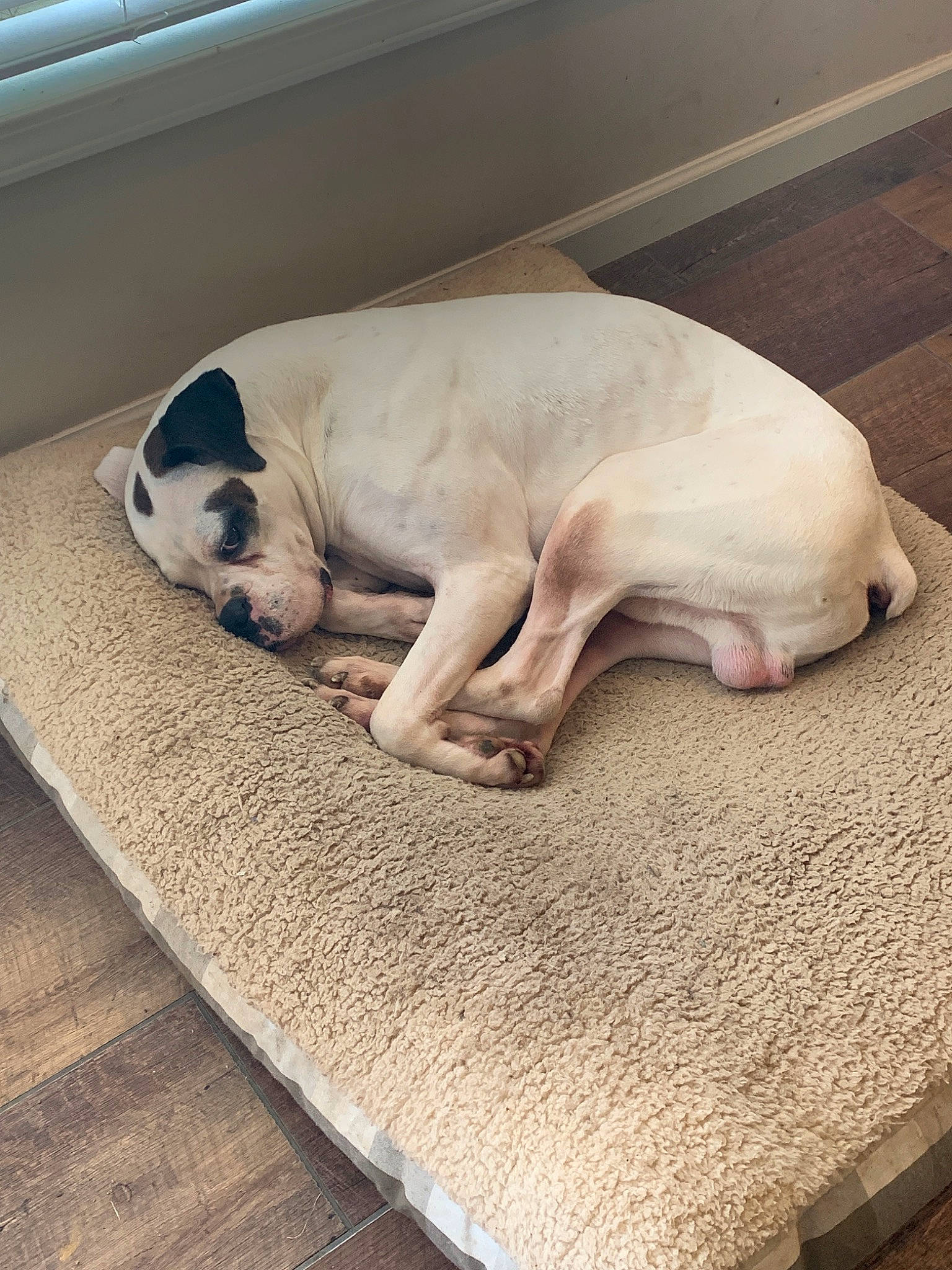Jax joined the competition — help win amazing prizes! bulldog, canidae, carnivore, comfort, companion_dog, dog, dog_breed, fawn, floor, french_bulldog, fur, furniture, nap, non_sporting_group, paw, puppy, puppy_love, sleep, snout, tail