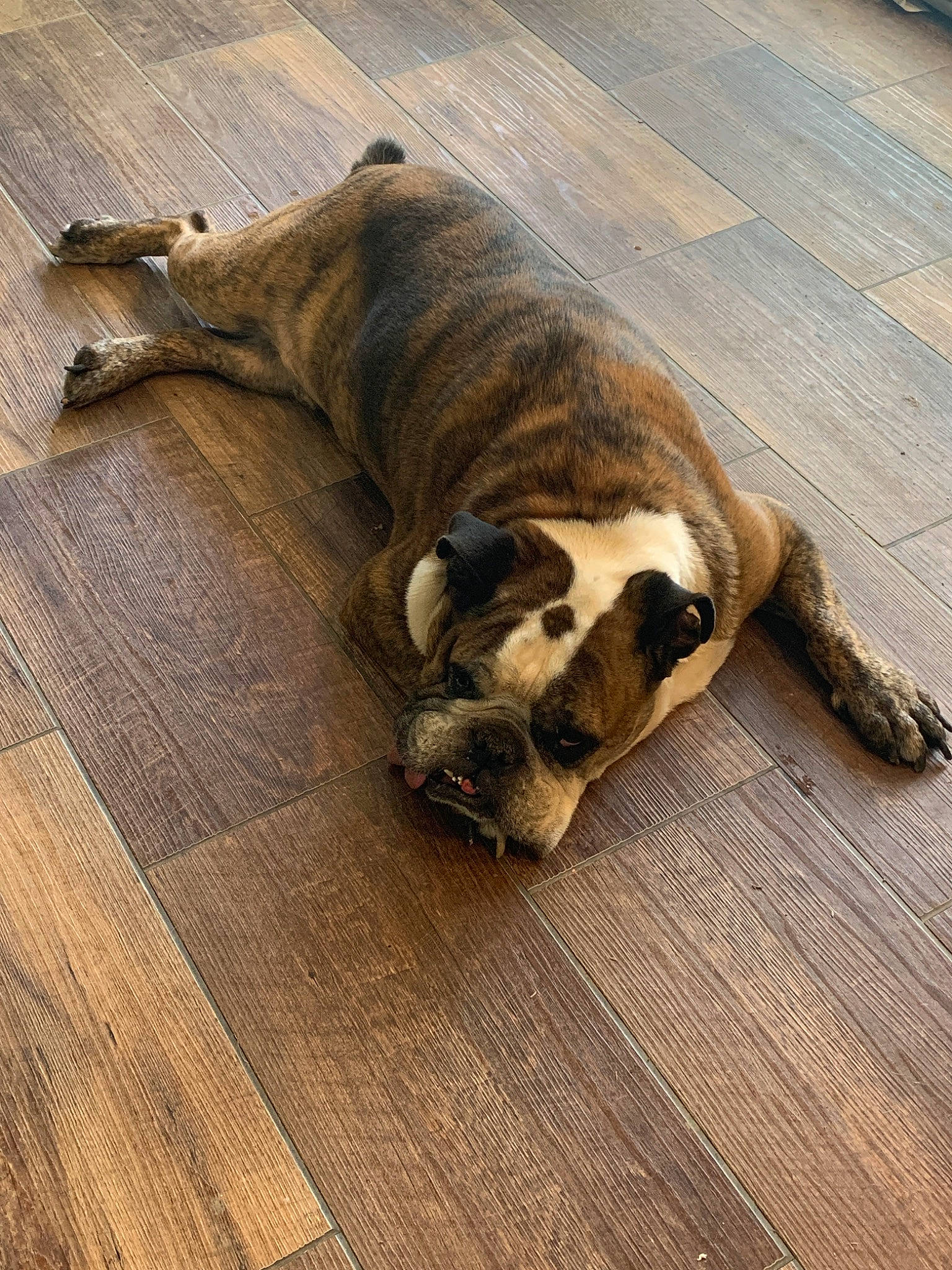 Boudin is registered to the contest to win money with this photo: australian_bulldog, boerboel, british_bulldogs, bulldog, canidae, carnivore, companion_dog, dog, dog_breed, fawn, floor, flooring, hardwood, laminate_flooring, non_sporting_group, old_english_bulldog, olde_english_bulldogge, snout, wood, wood_flooring