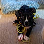 Cleopatra is registered to the contest to win money with this photo: dog, black_dog, white_paws, carpet, toy, yellow_string, pet, indoor, cushion, floor, animal, playful, curious, lying_down, ears, nose, paws, fur, domestic, companion