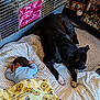 Cleopatra joined the competition — help win amazing prizes! baby, sleeping, blanket, dog, black_dog, carpet, cage, photo_frames, stones, indoor, resting, peaceful, home, furniture, child, animal, pet, cozy, soft_light, quiet