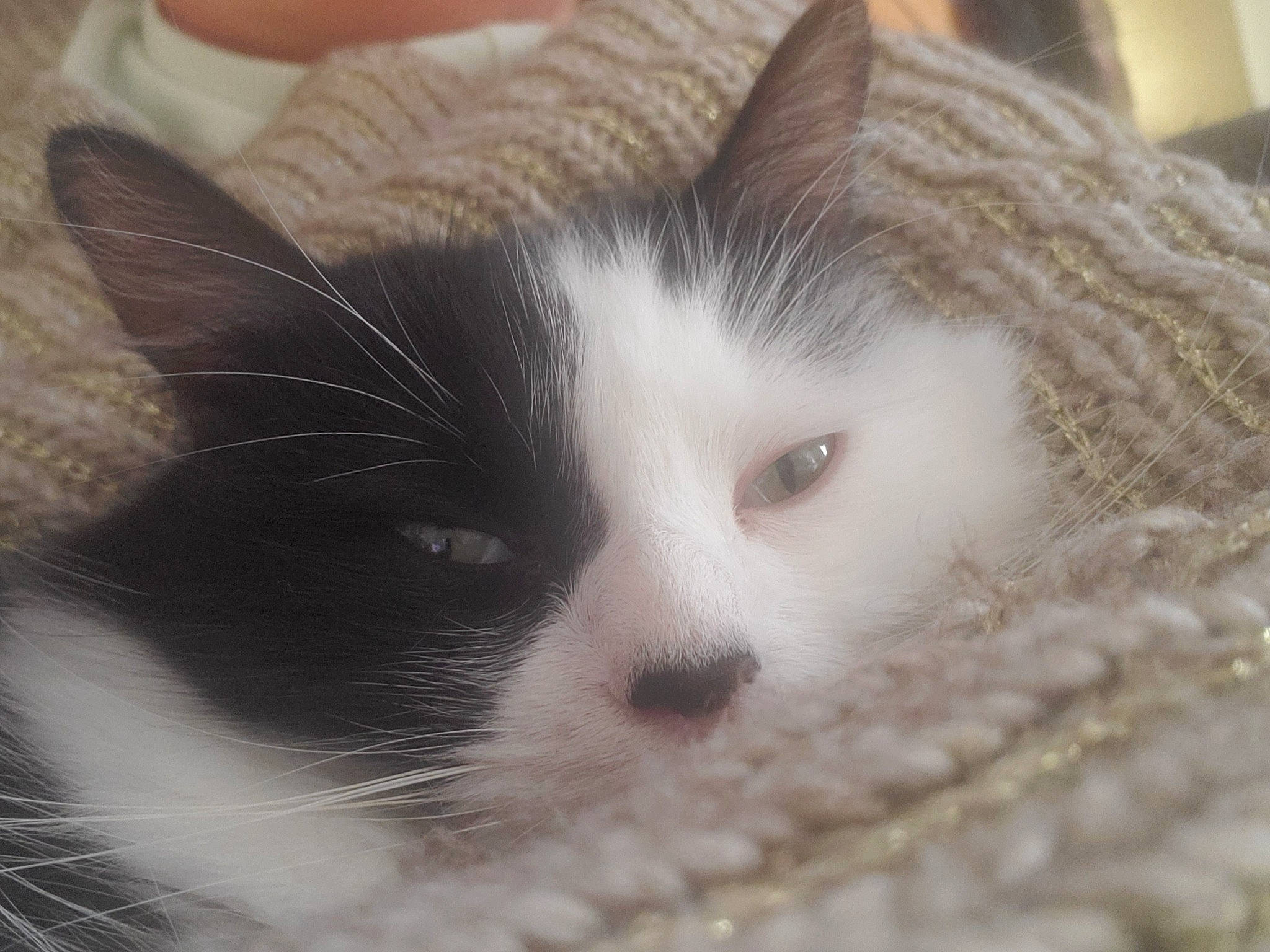 Raven a rejoint le concours — aidez-le/la à gagner de superbes lots ! carnivore, cat, close_up, comfort, domestic_short_haired_cat, eye, eyelash, felidae, fur, head, nap, paw, small_to_medium_sized_cats, snout, terrestrial_animal, whiskers