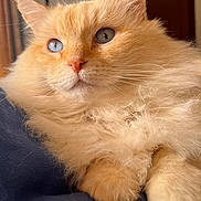 Grignette a rejoint le concours — aidez-le/la à gagner de superbes lots ! cat, fluffy, blue_eyes, cream_colored, indoor, pet, feline, close_up, soft_light, blanket, relaxed, cute, whiskers, ears, fur, animal, portrait, cozy, resting, domestic