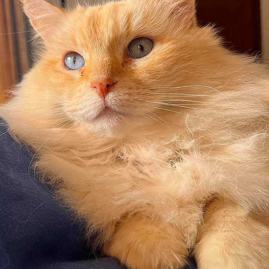 Grignette a rejoint le concours — aidez-le/la à gagner de superbes lots ! animal, blanket, blue_eyes, cat, close_up, cozy, cream_colored, cute, domestic, ears, feline, fluffy, fur, indoor, pet, portrait, relaxed, resting, soft_light, whiskers