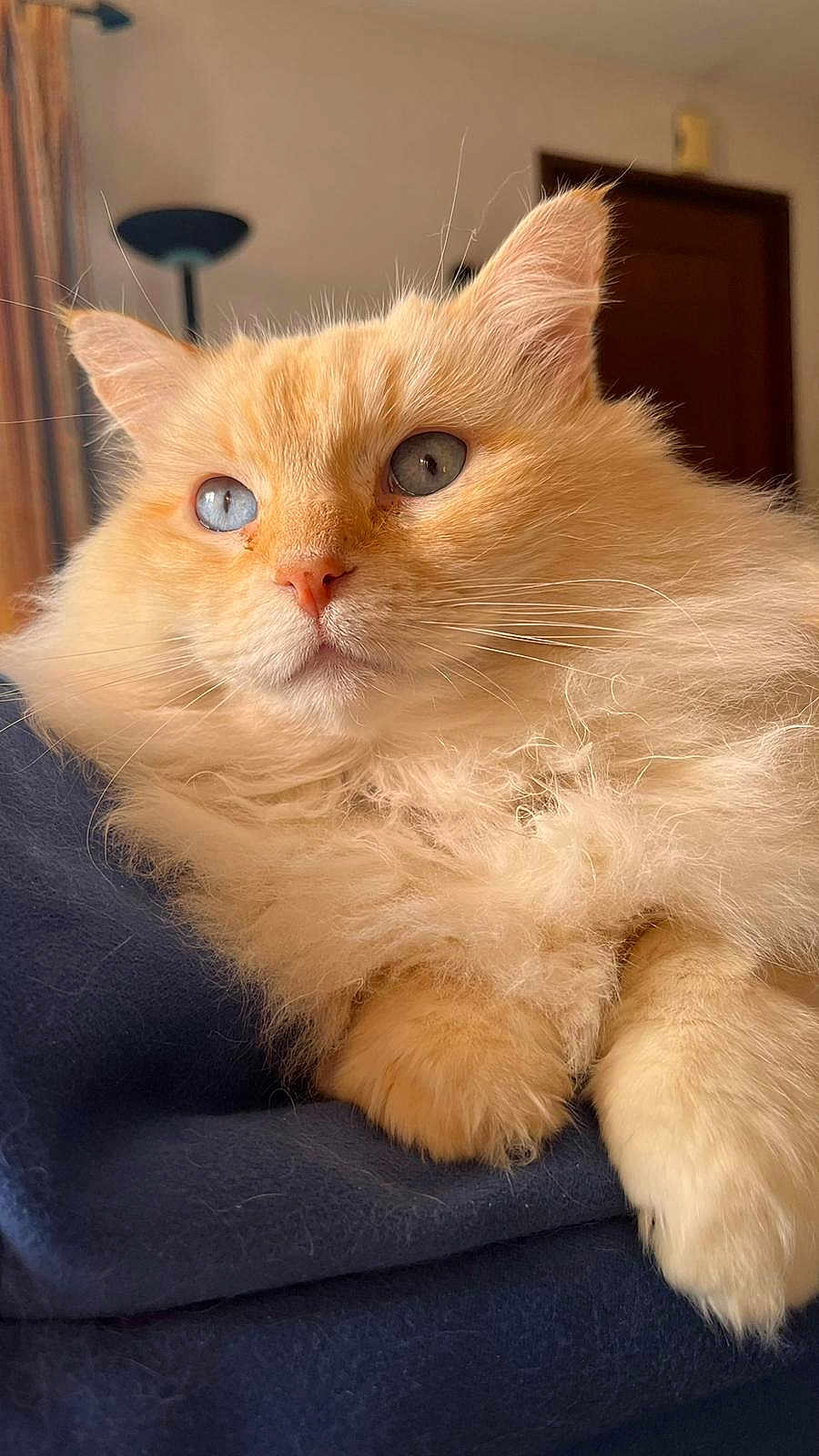 Grignette a rejoint le concours — aidez-le/la à gagner de superbes lots ! cat, fluffy, blue_eyes, cream_colored, indoor, pet, feline, close_up, soft_light, blanket, relaxed, cute, whiskers, ears, fur, animal, portrait, cozy, resting, domestic