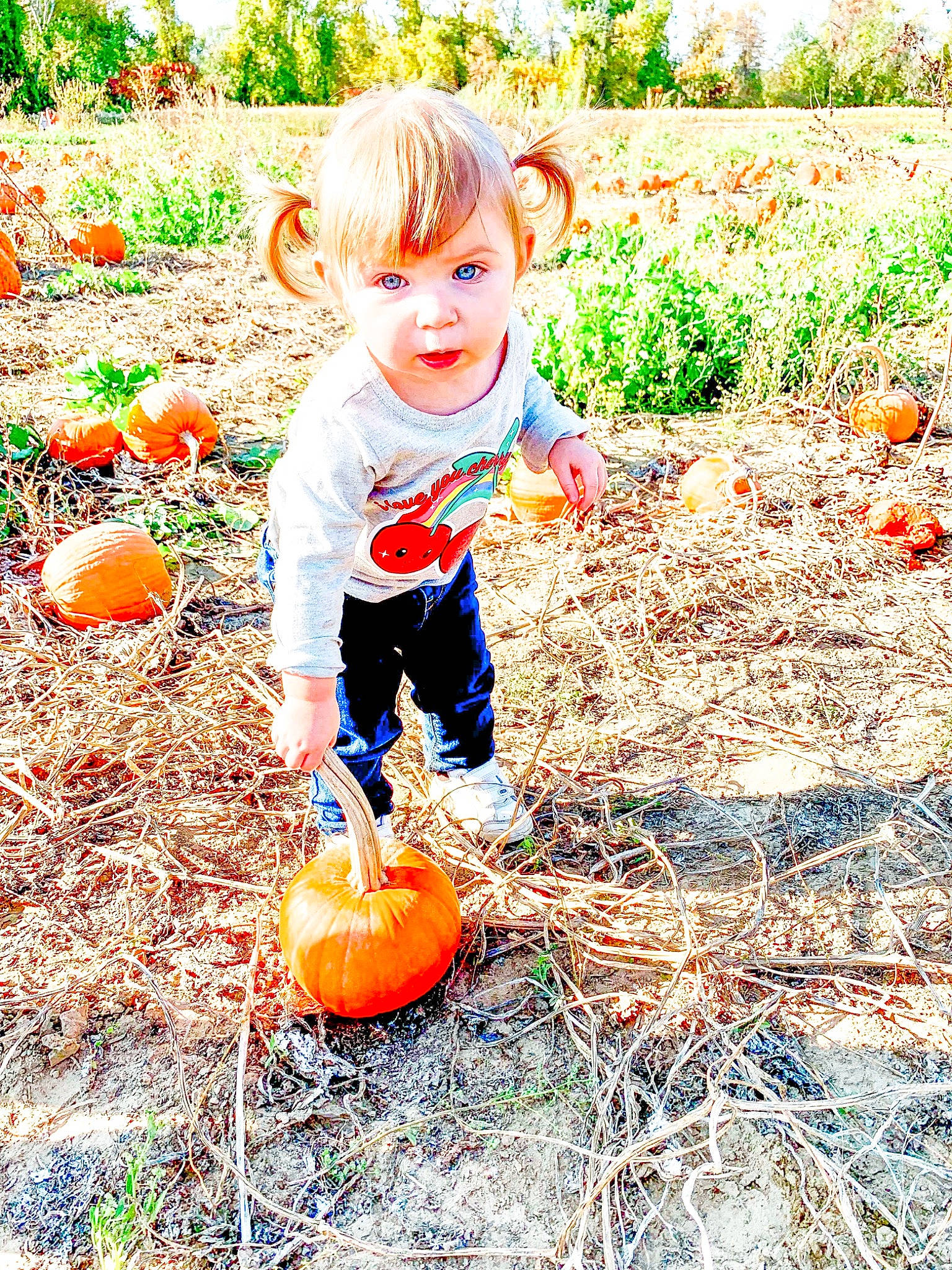 Kaylee is registered to the contest to win money with this photo: autumn, child, orange, people_in_nature, person, plant, play, playing_with_kids, pumpkin, toddler