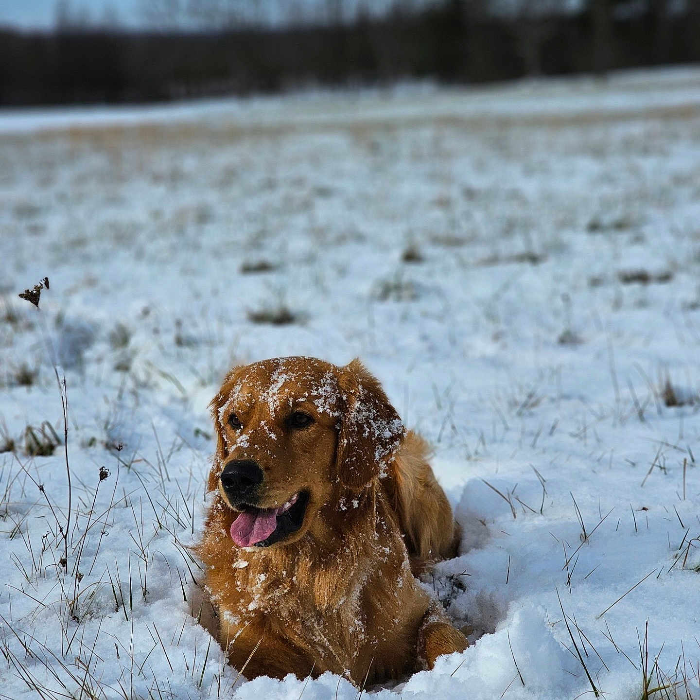 Maverick joined the competition — help win amazing prizes! animal, blizzard, canine, cockerspaniel, dog, field, goldenretriever, grassland, hound, ice, labradorretriever, land, nature, outdoors, pet, puppy, snow, tundra, weather, winter