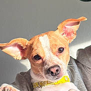 Lucy joined the competition — help win amazing prizes! dog, small_dog, pet, ears, yellow_collar, close_up, sunlight, indoor, cute, animal, fur, face, whiskers, paw, relaxed, looking_at_camera, domestic_animal, portrait, nose, eye