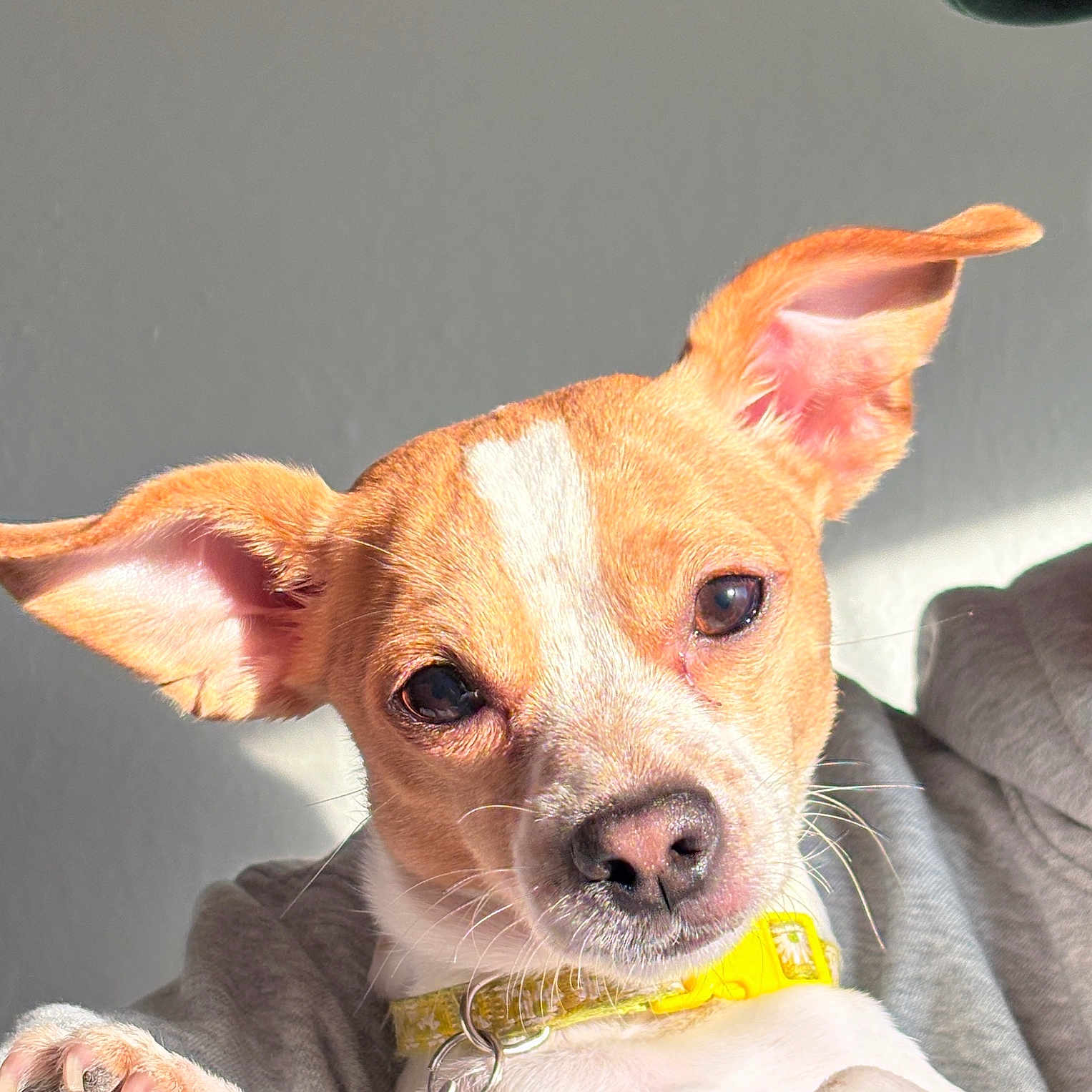 Lucy joined the competition — help win amazing prizes! dog, small_dog, pet, ears, yellow_collar, close_up, sunlight, indoor, cute, animal, fur, face, whiskers, paw, relaxed, looking_at_camera, domestic_animal, portrait, nose, eye