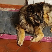 Gipso a rejoint le concours — aidez-le/la à gagner de superbes lots ! dog, fluffy, indoor, mat, rug, tile_floor, relaxed, pet, animal, brown, black, tan, fur, paw, resting, side_view, domestic, canine, quiet, calm