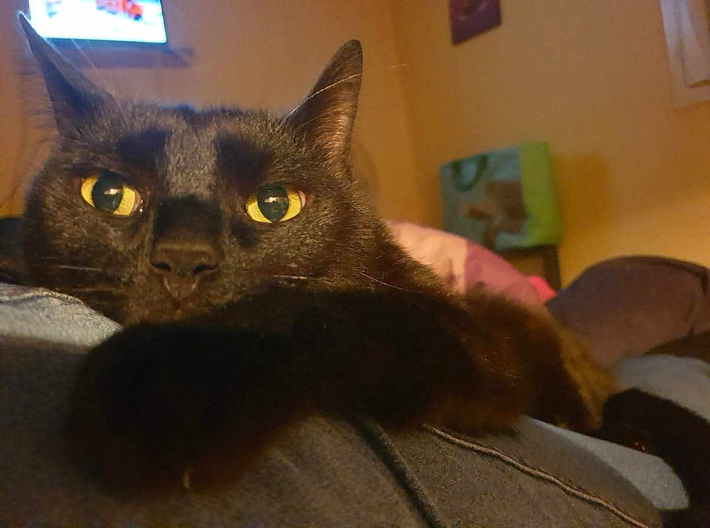 Titou participe au concours pour gagner de l'argent avec cette photo : animal, black_cat, blurred_background, cat, close_up, cozy, cute, domestic, ears, face, feline, indoor, paws, pets, relaxed, resting, soft_surface, warm_light, whiskers, yellow_eyes