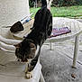cat, tabby, stretching, chair, plastic_chair, table, round_table, mat, garden_tools, outdoor, patio, concrete, greenery, tree, nature, animal, pet, feline, daylight, curious
