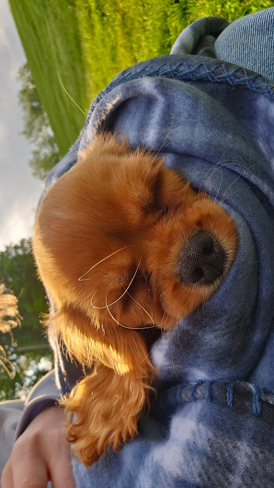 Lady is registered to the contest to win money with this photo: canidae, carnivore, companion_dog, dog, dog_breed, dog_supply, fawn, fur, grass, hat, liver, paw, pet_supply, snout, spaniel, sporting_group, sunglasses, toy_dog, whiskers, working_animal