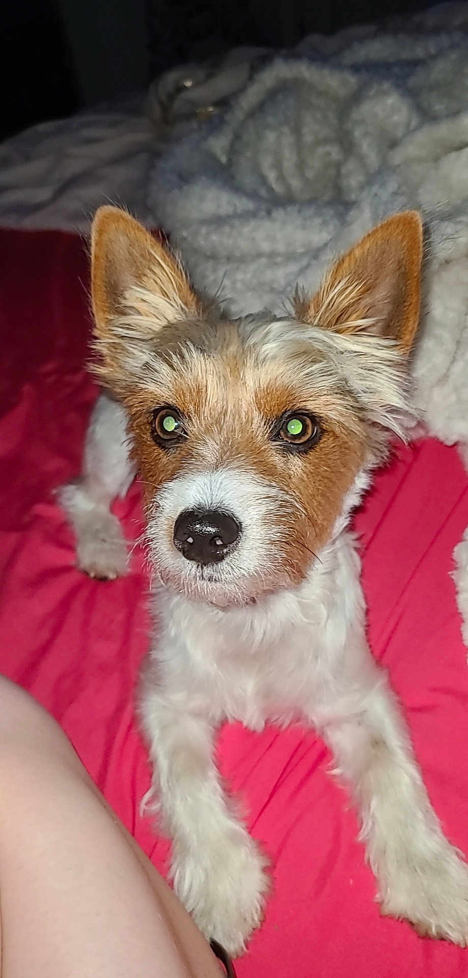 Bandit