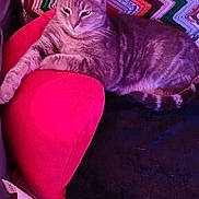 Gaby a rejoint le concours — aidez-le/la à gagner de superbes lots ! animal, blanket, cat, comfort, couch, cozy, feline, fur, home, indoor, leisure, mammal, pet, pillow, relaxed, resting, seat, striped, tabby_cat, zigzag_pattern