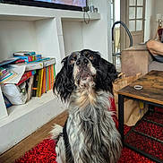 Ugo participe au concours pour gagner de l'argent avec cette photo : dog, spaniel, black_and_white, long_hair, floppy_ears, sitting, portrait, pet, indoors, living_room, red_rug, coffee_table, bookshelf, television, furniture, wood_floor, door, home, close_up, funny_expression