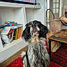 dog, spaniel, black_and_white, long_hair, floppy_ears, sitting, portrait, pet, indoors, living_room, red_rug, coffee_table, bookshelf, television, furniture, wood_floor, door, home, close_up, funny_expression