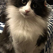 Mr Marvin joined the competition — help win amazing prizes! cat, black_and_white, fluffy, pet, animal, indoor, curious, sitting, feline, whiskers, ears, soft_toy, fabric, patterned, closeup, domestic, cute, fur, eyes, paws