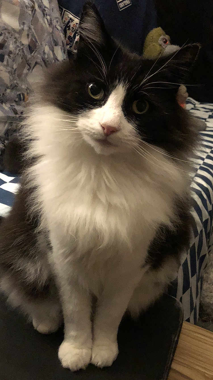 Mr Marvin joined the competition — help win amazing prizes! cat, black_and_white, fluffy, pet, animal, indoor, curious, sitting, feline, whiskers, ears, soft_toy, fabric, patterned, closeup, domestic, cute, fur, eyes, paws