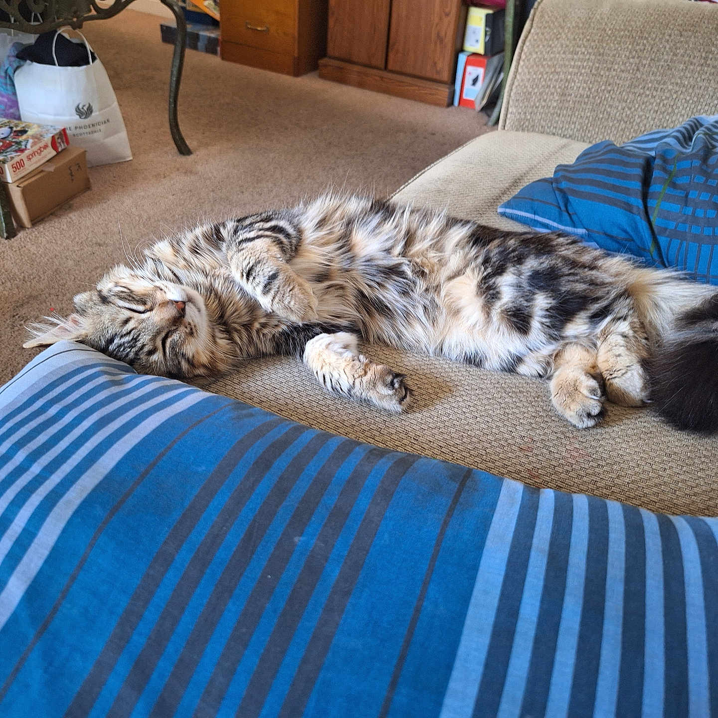 Bear is registered to the contest to win money with this photo: bag, box, carpet, cat, couch, cozy, fluffy, furniture, home, indoor, living_room, pet, pillow, relaxed, sleeping, striped, tabby, table, tail, wooden_cabinet