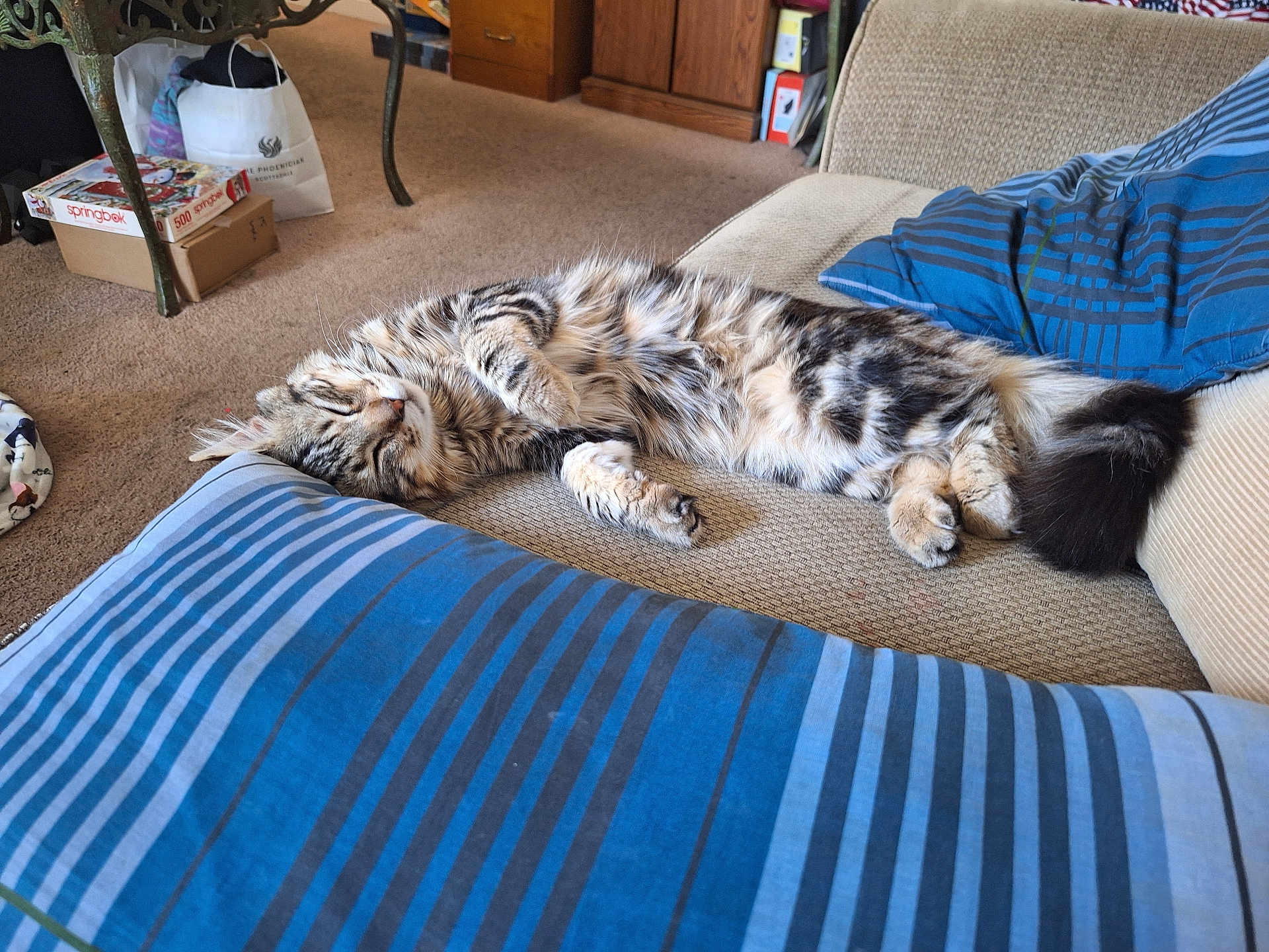 Bear is registered to the contest to win money with this photo: cat, tabby, sleeping, couch, pillow, striped, indoor, carpet, furniture, living_room, cozy, pet, relaxed, fluffy, tail, wooden_cabinet, box, bag, table, home