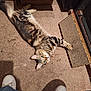 cat, tabby, carpet, cardboard_box, scratcher, indoor, pet, feline, curious, relaxed, animal, floor, white_shoes, jeans, person, looking_up, home, casual, domestic, playful