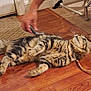Bear joined the competition — help win amazing prizes! cat, tabby, indoor, wooden_floor, carpet, hand, petting, rope_toy, feline, fur, whiskers, curious, relaxed, animal, domestic, playful, flooring, home, person, cozy