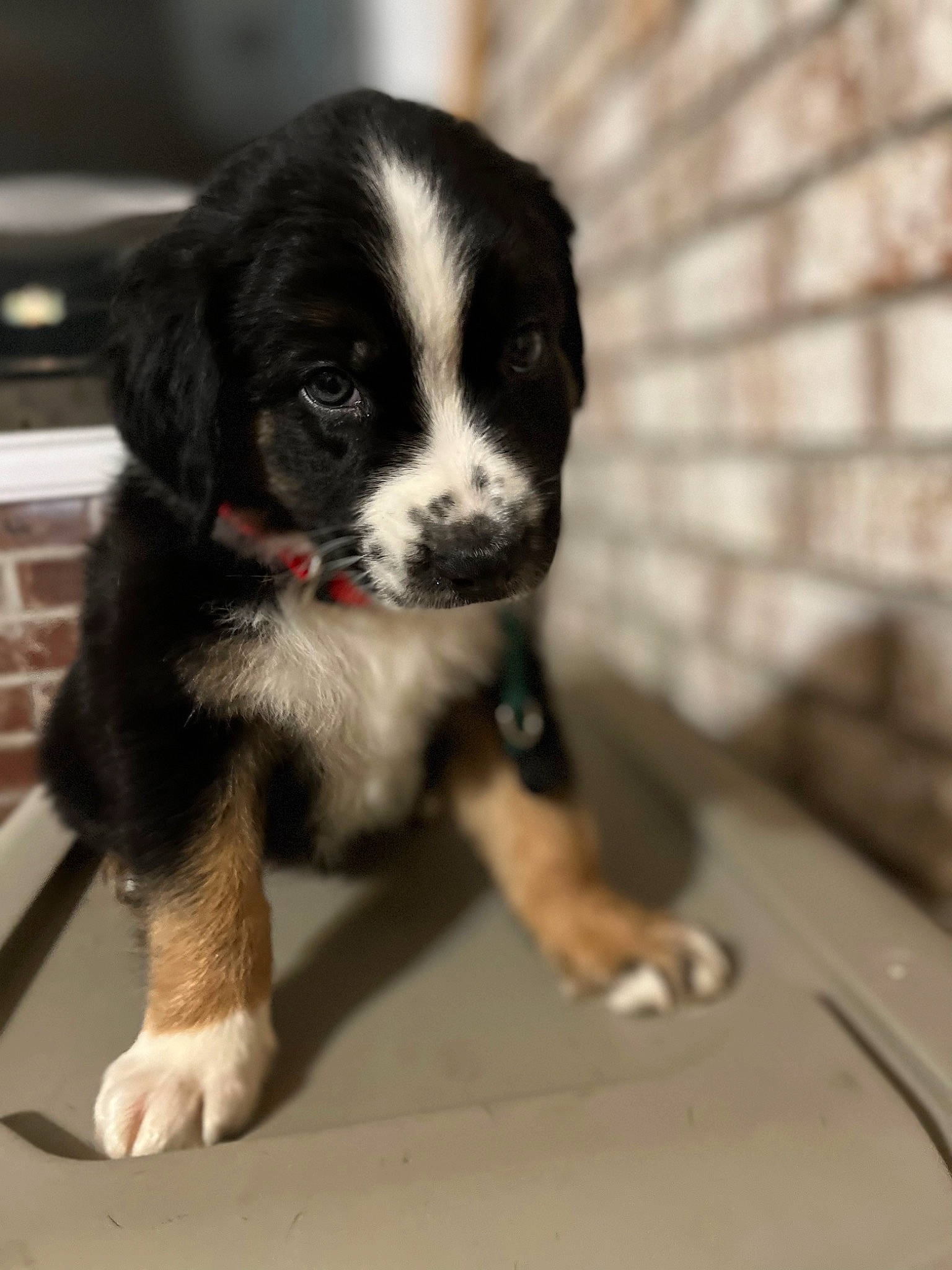 Ringo is registered to the contest to win money with this photo: borador, border_collie, canidae, carnivore, companion_dog, dog, dog_breed, fur, gun_dog, herding_dog, puppy, sporting_group, terrestrial_animal, whiskers, working_animal, working_dog