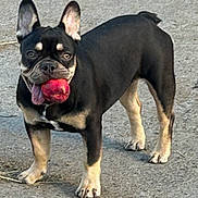 Koko joined the competition — help win amazing prizes! active, animal, ball, black_and_tan, canine, companion, concrete, cute, dog, ears_up, four_legs, french_bulldog, fun, happy, muzzle, outdoor, pet, playing, standing, tongue_out