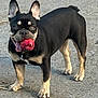 active, animal, ball, black_and_tan, canine, companion, concrete, cute, dog, ears_up, four_legs, french_bulldog, fun, happy, muzzle, outdoor, pet, playing, standing, tongue_out