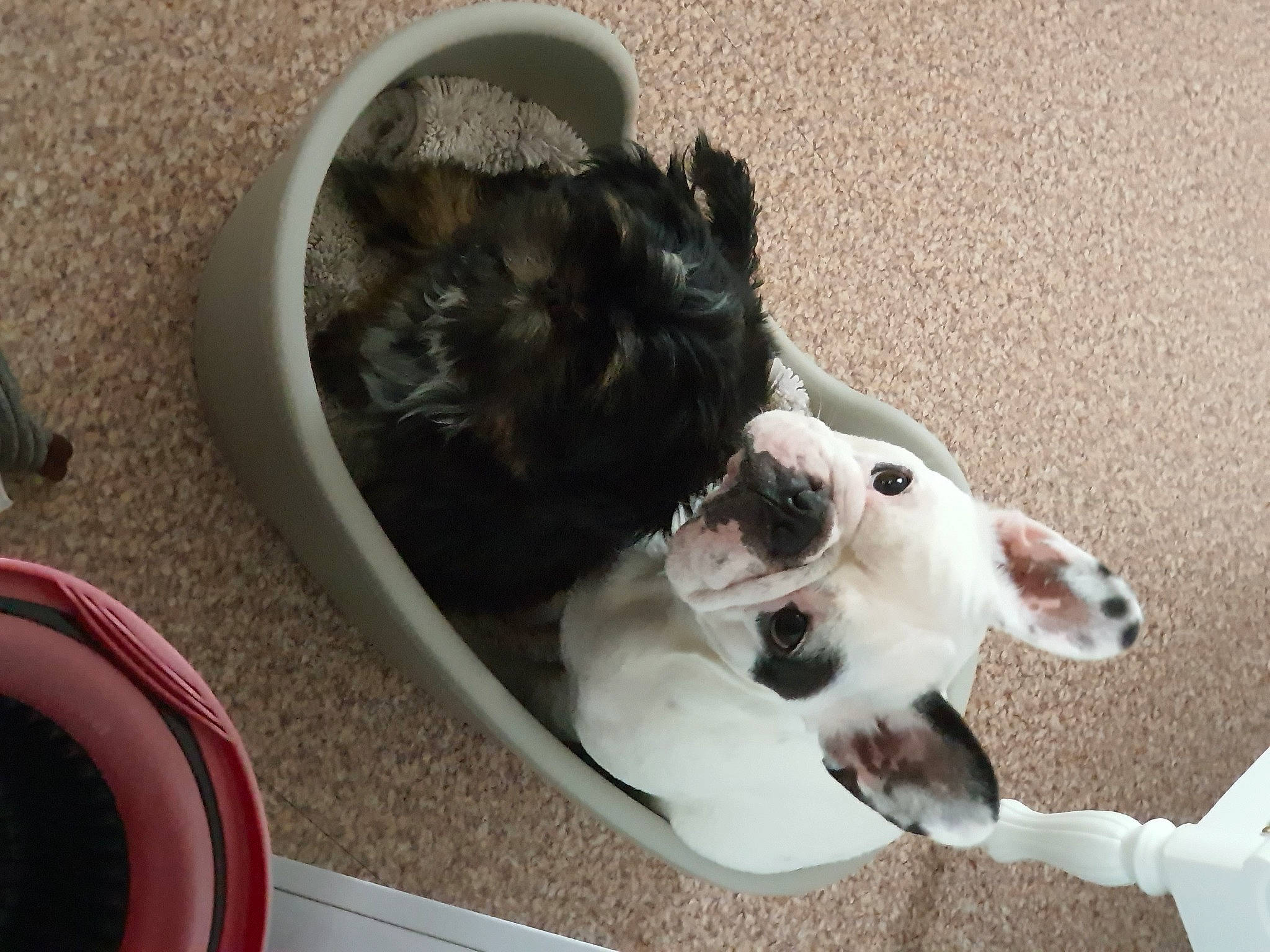 Kayla a rejoint le concours — aidez-le/la à gagner de superbes lots ! canidae, carnivore, cat_supply, collar, companion_dog, dog, dog_breed, fawn, felidae, fur, paw, pet_supply, plumbing_fixture, small_to_medium_sized_cats, snout, sporting_group, tail, toilet, whiskers, working_animal