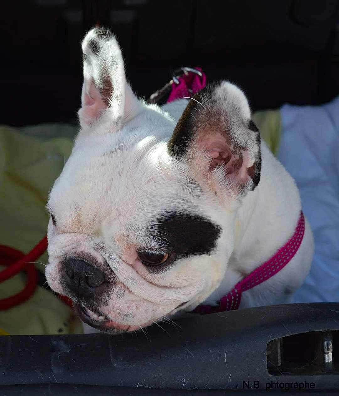 Kayla a rejoint le concours — aidez-le/la à gagner de superbes lots ! bulldog, canidae, carnivore, collar, comfort, companion_dog, dog, dog_breed, ear, event, fawn, grass, head, pink, snout, sporting_group, terrestrial_animal, whiskers, working_animal, wrinkle