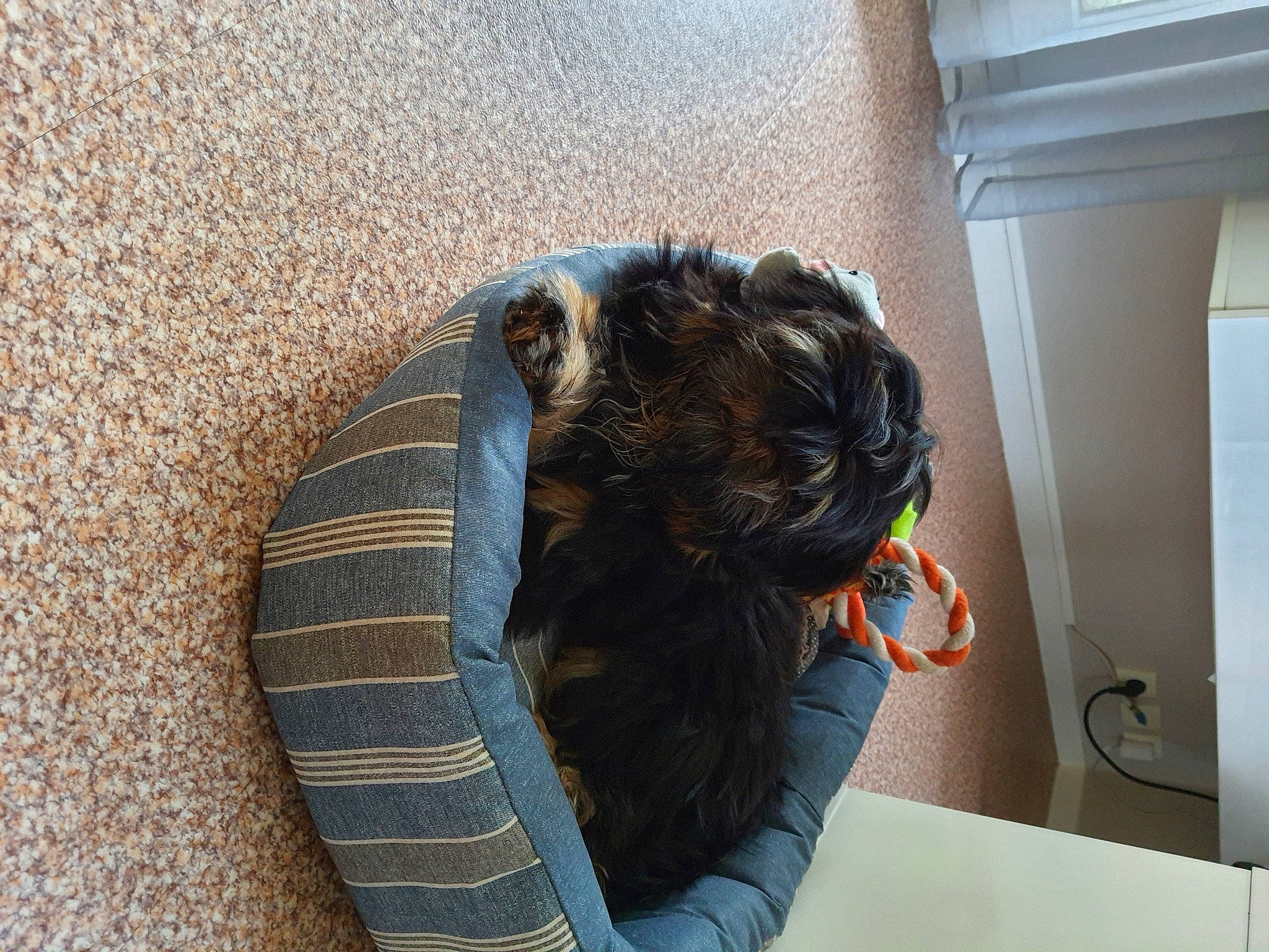 Stan a rejoint le concours — aidez-le/la à gagner de superbes lots ! canidae, carnivore, comfort, companion_dog, dog, dog_breed, fawn, felidae, fur, head, pattern, reptile, shadow, sitting, small_to_medium_sized_cats, snout, sporting_group, tail, textile, visual_arts