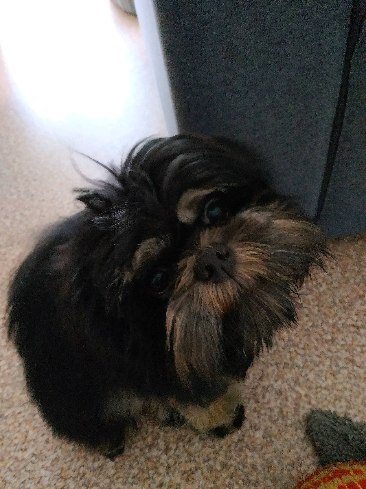 Stan a rejoint le concours — aidez-le/la à gagner de superbes lots ! canidae, carnivore, comfort, companion_dog, dog, dog_breed, fawn, foot, fur, liver, paw, small_terrier, snout, sporting_group, tail, terrestrial_animal, terrier, toy_dog, whiskers, working_animal