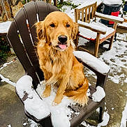 Daze is registered to the contest to win money with this photo: animal, backyard, chair, cold, daytime, dog, frozen, fur, golden_retriever, icicles, nature, outdoor, pet, plastic_chair, playful, sitting, snow, tongue_out, winter, wooden_chair