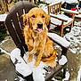 animal, backyard, chair, cold, daytime, dog, frozen, fur, golden_retriever, icicles, nature, outdoor, pet, plastic_chair, playful, sitting, snow, tongue_out, winter, wooden_chair
