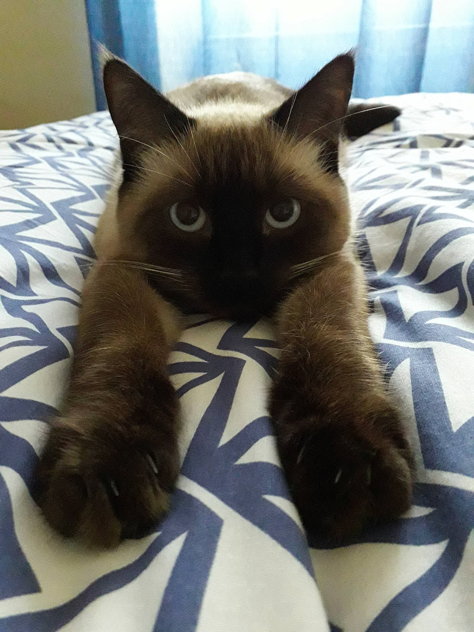 Lilou a rejoint le concours — aidez-le/la à gagner de superbes lots ! asian, balinese, birman, black_cat, burmese, carnivore, cat, felidae, himalayan, javanese, kitten, mammal, ojos_azules, siamese, small_to_medium_sized_cats, snowshoe, thai, tonkinese, vertebrate, whiskers