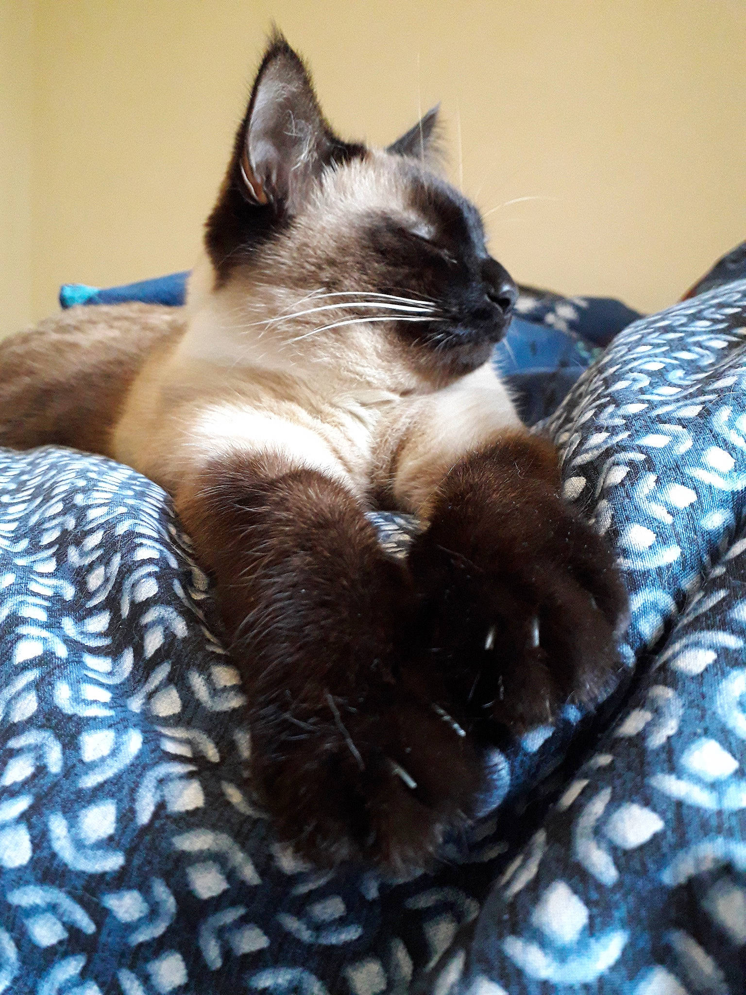 Lilou participe au concours pour gagner de l'argent avec cette photo : asian, balinese, birman, burmese, carnivore, cat, colorpoint_shorthair, felidae, himalayan, kitten, mammal, ojos_azules, ragdoll, siamese, small_to_medium_sized_cats, snout, snowshoe, thai, tonkinese, whiskers