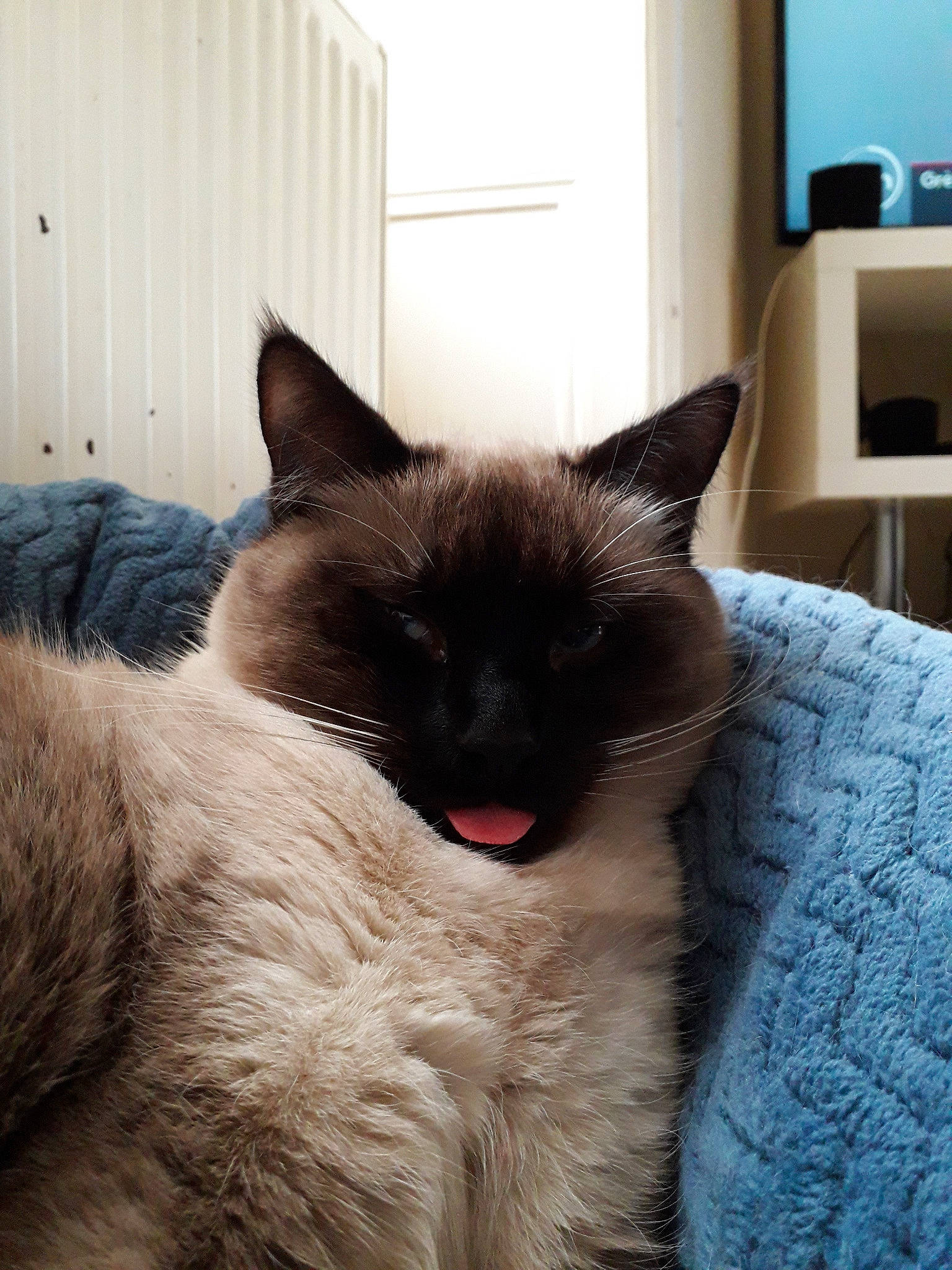 Lilou participe au concours pour gagner de l'argent avec cette photo : balinese, birman, burmese, carnivore, cat, fawn, felidae, fur, himalayan, kitten, mammal, ragdoll, siamese, small_to_medium_sized_cats, snout, snowshoe, thai, tonkinese, vertebrate, whiskers