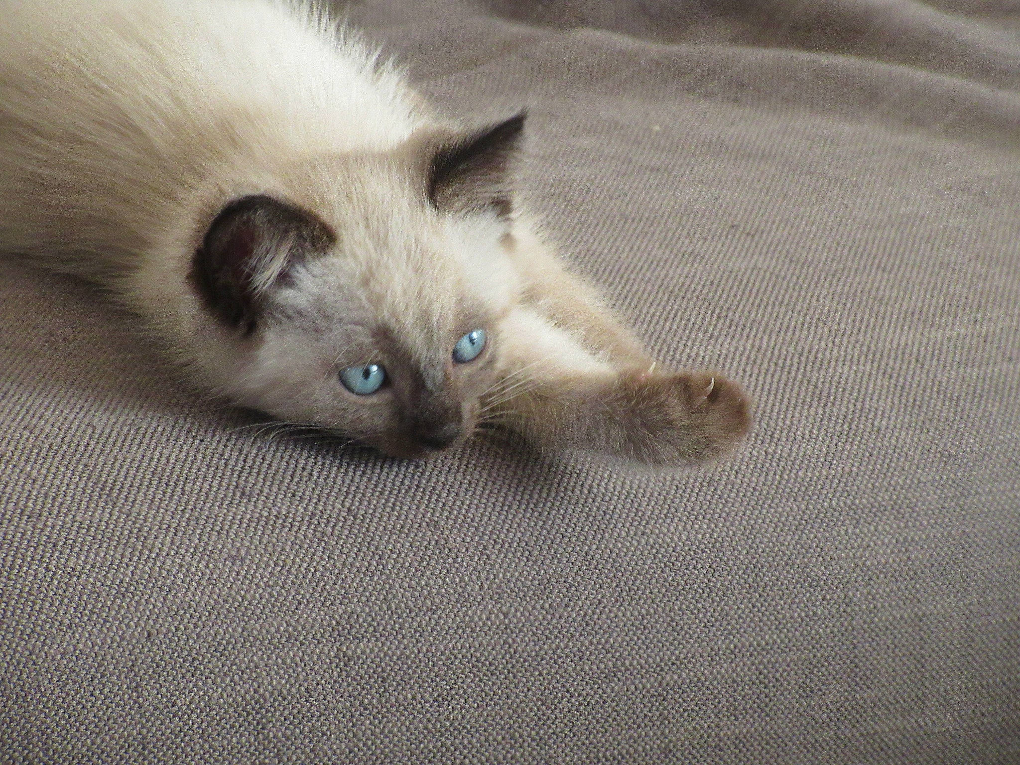 Lilou participe au concours pour gagner de l'argent avec cette photo : balinese, birman, carnivore, cat, colorpoint_shorthair, eye, felidae, himalayan, iris, kitten, mammal, ojos_azules, organ, ragdoll, siamese, small_to_medium_sized_cats, thai, tonkinese, vertebrate, whiskers