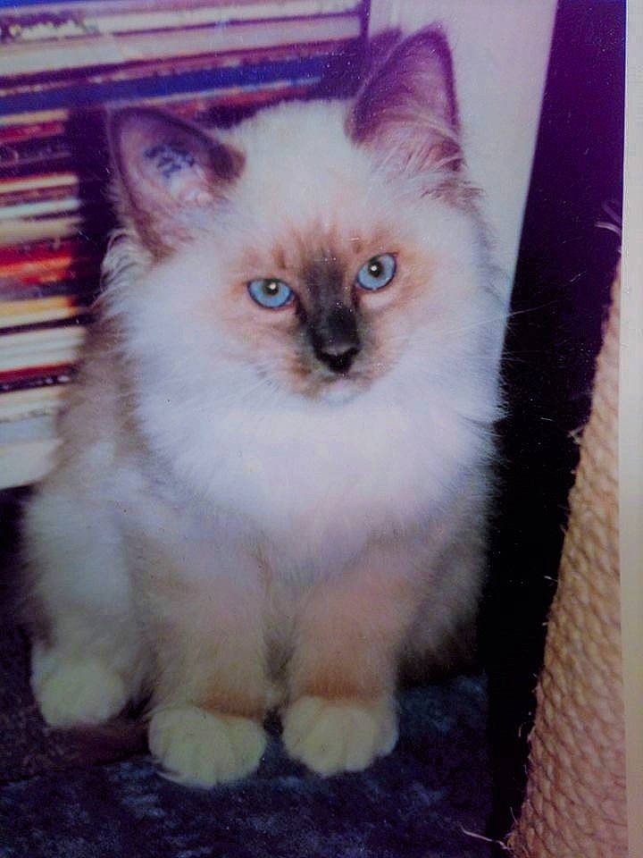 Mitsou participe au concours pour gagner de l'argent avec cette photo : asian, asian_semi_longhair, balinese, birman, british_semi_longhair, carnivore, cat, cymric, domestic_long_haired_cat, eye, felidae, himalayan, iris, kitten, mammal, ragdoll, siberian, small_to_medium_sized_cats, vertebrate, whiskers