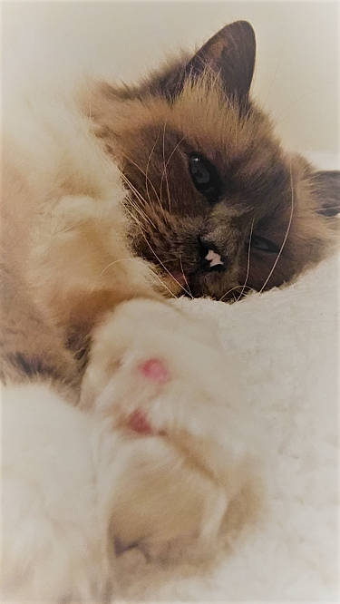 Mitsou participe au concours pour gagner de l'argent avec cette photo : balinese, birman, british_semi_longhair, burmese, carnivore, cat, domestic_long_haired_cat, eye, fawn, felidae, fur, himalayan, kitten, mammal, nose, ragdoll, skin, small_to_medium_sized_cats, snout, whiskers