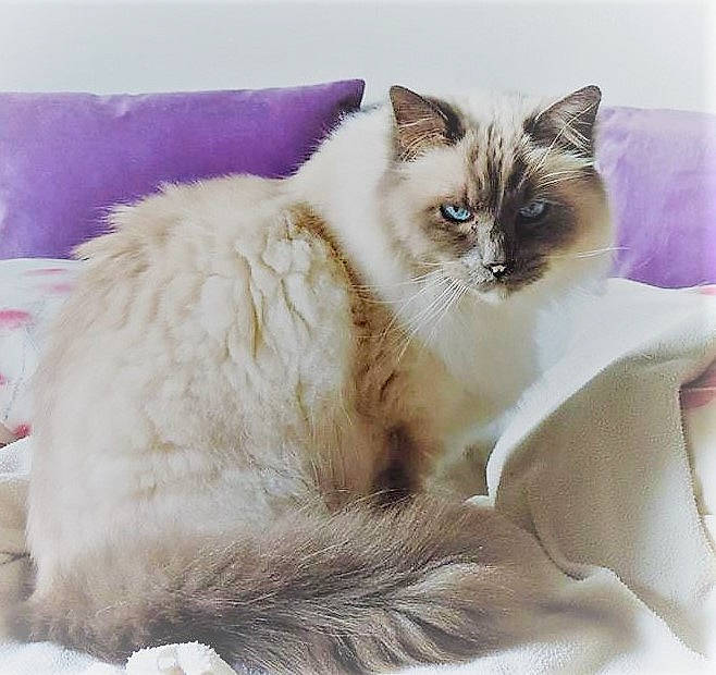 Mitsou a rejoint le concours — aidez-le/la à gagner de superbes lots ! asian_semi_longhair, balinese, birman, british_semi_longhair, carnivore, cat, colorpoint_shorthair, domestic_long_haired_cat, eye, felidae, himalayan, kitten, mammal, ragdoll, siamese, small_to_medium_sized_cats, thai, tonkinese, vertebrate, whiskers